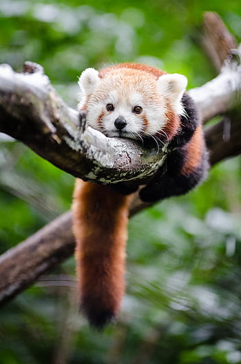 赤いパンダ、 木に赤いパンダ、 木の枝、 野生動物の写真、 かわいい動物、 森の動物、 レッドパンダの生息地、 自然写真、 木の動物、 レッドパンダクローズアップ、 本質的に赤いパンダ