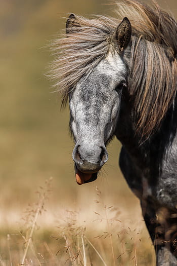 うま、 ポニー、 アイスランドポニー、 たてがみ、 肖像画、 サラブレッド、 小さな馬、 アイスランドの馬、 馬の頭、 馬術、 アイスランド人