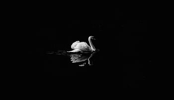 grayscale photo, swan, body, water, white, floating, black and white, dark, duck, bird, animal