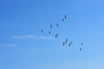 flock, birds, flying, sky, daytime, gulls, swarm, blue sky, sun, animals, flock of birds