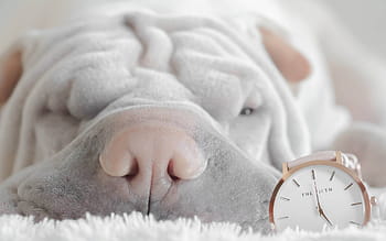 vicino, foto, corto, cappotto, Marrone, cane, accanto, argento rotondo analogico, orologio, avvicinamento, cane marrone