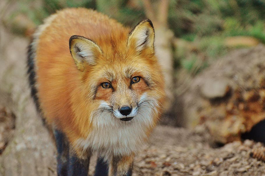 hnědý, liška, během dne, fuchs, divoký park poing, zvíře, fotografování divoké zvěře, Příroda, živočišného světa, zvířecí portrét, savec