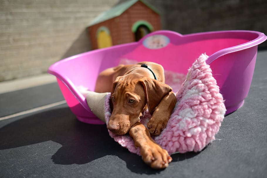 Červené, rez doberman pinscher štěně, Pes, vizsla, štěně, psí vizsla, štěně vizla, štěně vizsla, unavené štěně vizsla, plemeno, vizla