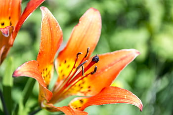 Tiger, Flower, Floral, Nature, lily, tiger, flower, plant, garden, summer, blossom, green