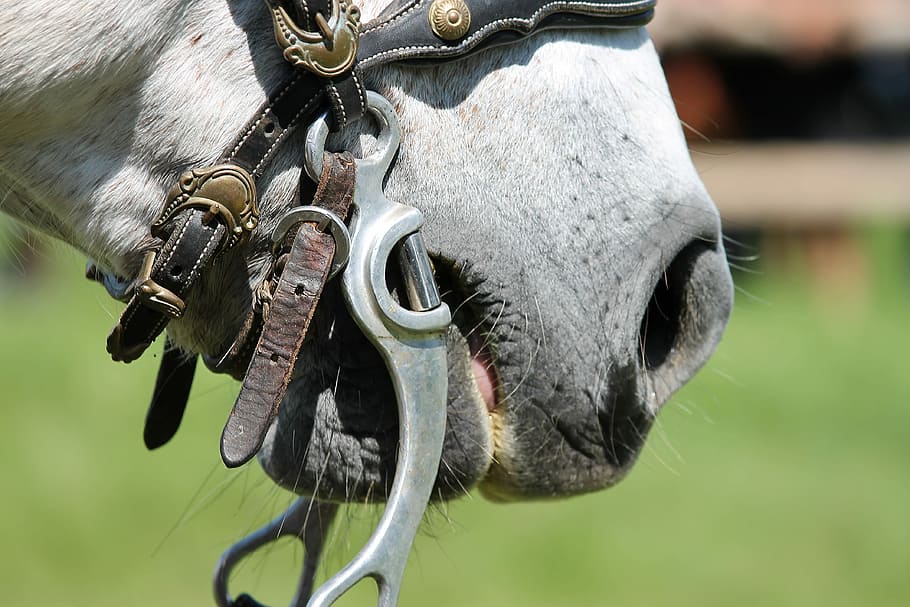 bridle, horse, horse head, pferdeportrait, ride, close up, nostrils, head, reins, snaffle bridle, equestrian