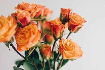 orange rose arrangement, yellow, roses, flower, petals, leaf, nature, flora, blur