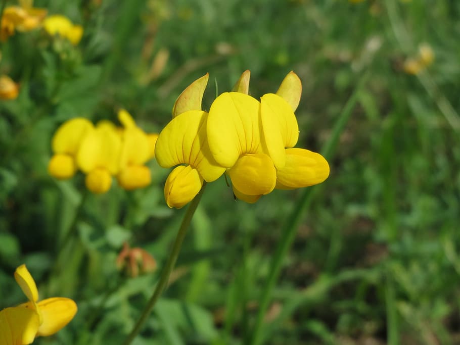 lotus corniculatus, běžný pták pěšák, pták na nohou, birdfoot deervetch, vejce a slanina, divoká rostlina, flóra, květ, makro, botanika