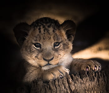 leopard cub, laying, brown, tree stump, lion cub, cute, eyes, smile, happy, baby, leo