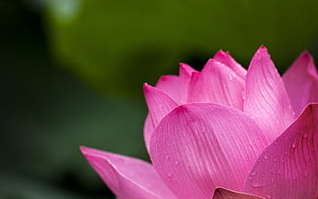 fotografi close-up, pink, bunga lotus, lotus, alam, bunga, air Lily, lotus Water Lily, tanaman, daun, daun bunga