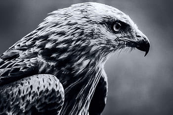 fotografie ve stupních šedi, orel, pták, Milán, Černý a bílý, raptor, dravý pták, volně žijících živočichů