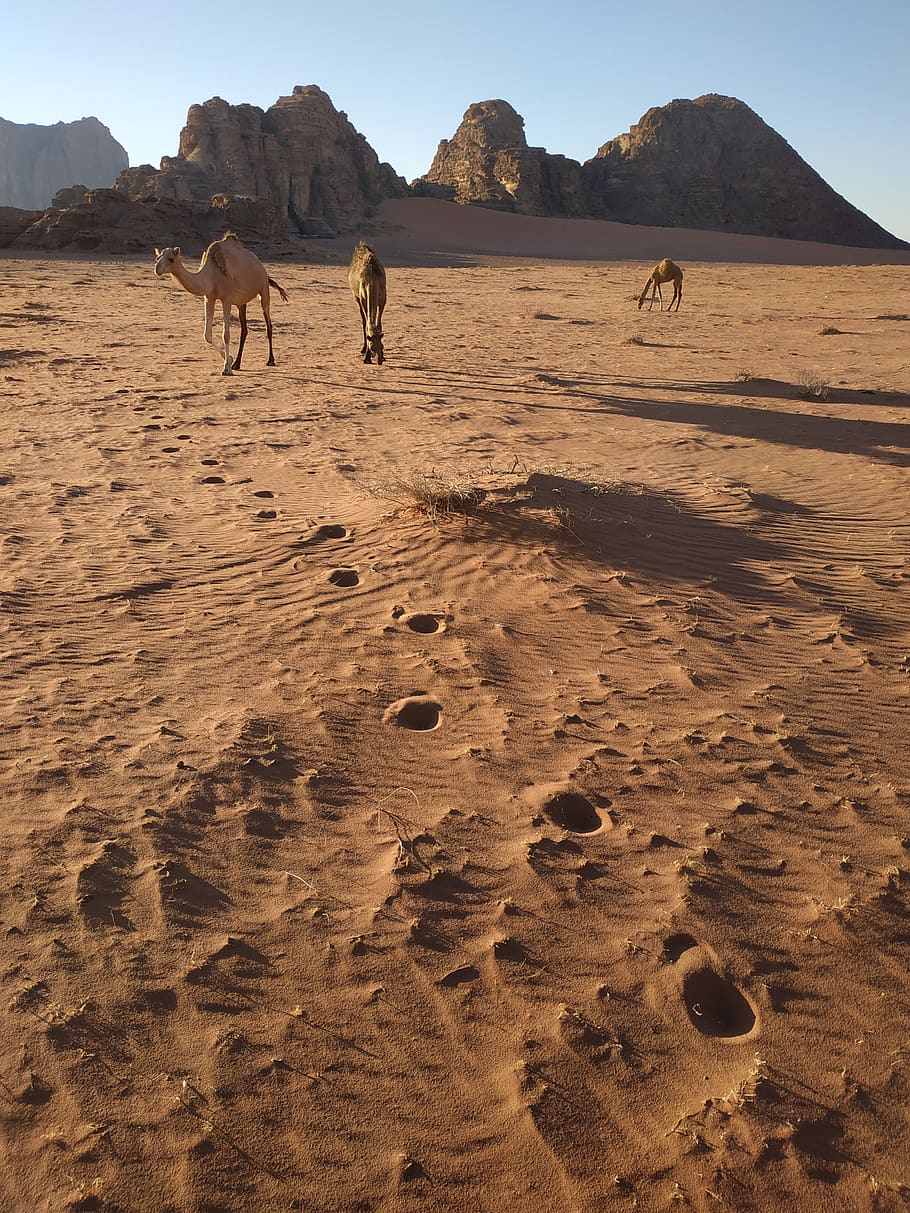 Jordán, tábor, písek, poušť, krajina, duny, nebe, blízký východ, wadi rum, hora, dobrodružství