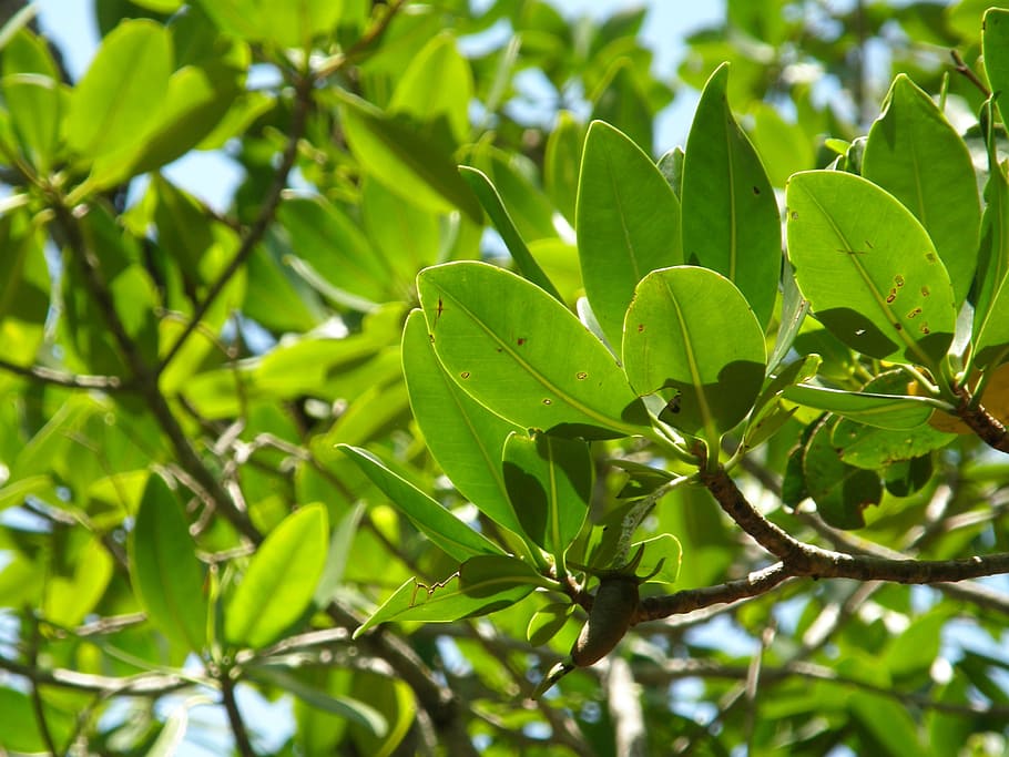 Mangrove, Trees, Beach, Swamp, mangrove trees, forest, tropical, water, coastal, habitat, vegetation