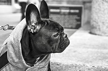 dog, pet, animal, leash, collar, pug, ears, sweater