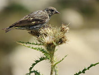 borovice siskin, borovice, pěnkava, spinus, prohlížení ptáků, zpěvní ptáci, fink, Kanada, pták, pěvec, vrabec pták
