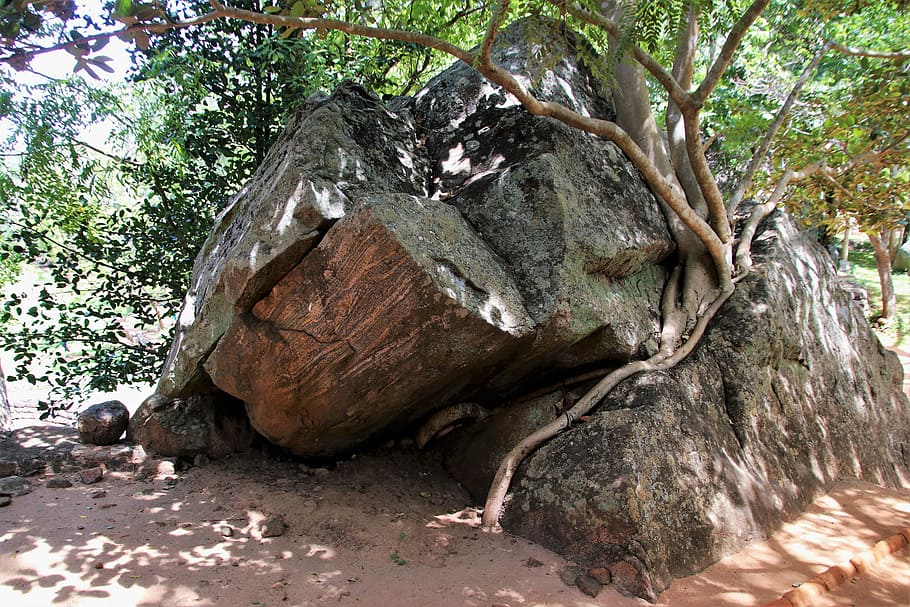 albero, konary, le radici del, natura, alla corte di, viaggio, vecchio, pianta, piante, pietra, esotico