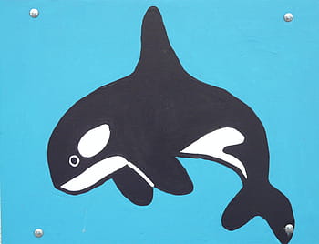 kosatka ilustrace, zabijácká velryba, orcinus orca, delfín, wal, delphinidae, orca, velké schwertwal, komik, postava, obraz