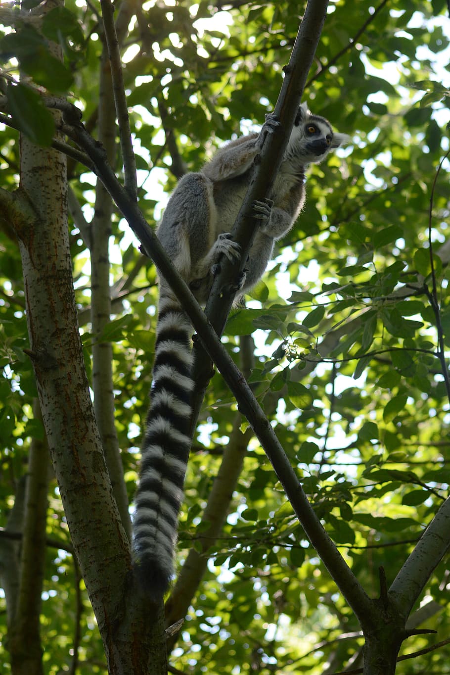 Lemur, Hutan, Pohon, Hewan, Kebun Binatang, satwa liar, hewan liar, cabang, satu hewan, tema hewan