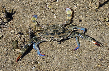 modrý krab, krab, neptunus pelagicus, portunus pelagicus, květ krab, modrý plavec krab, modrý manna krab, sandcrab, korýš, měkkýšů, vodní