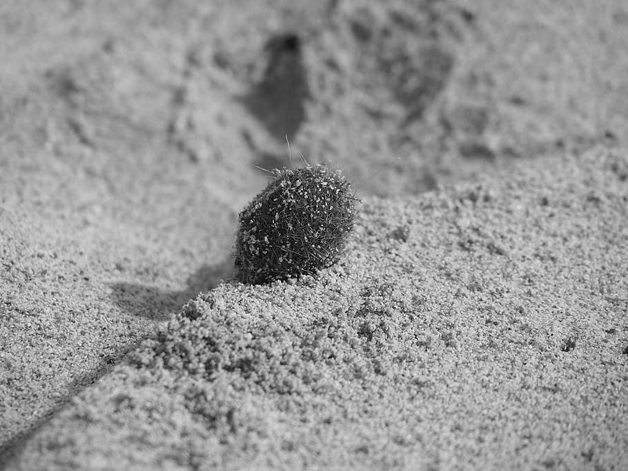 beach, sand, sea, beach sand, reprint, by the sea, macro, prickly, black and white, sand beach, traces