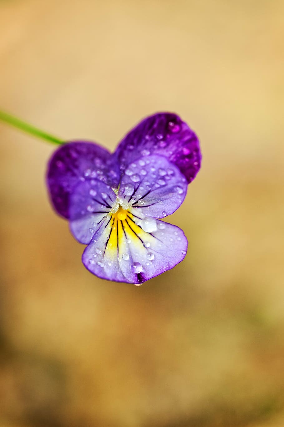 macro, flower, tiny, nature, colorful, summer, bloom, blossom, water drops, rain, purple