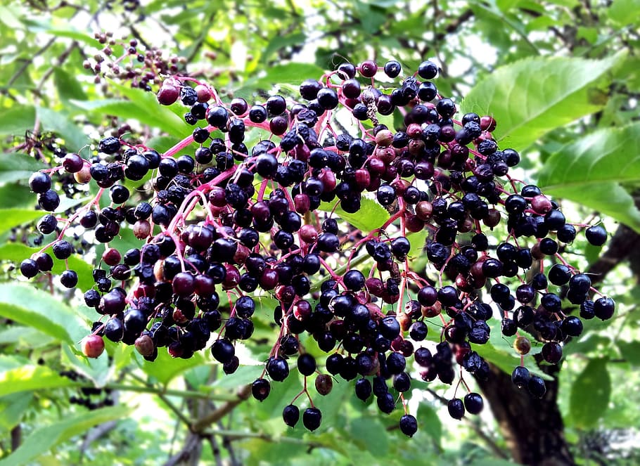 sambuco, pianta, albero, frutta, ramo, le foglie, natura