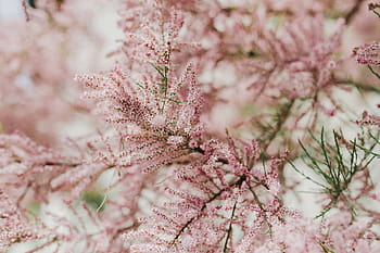 floración del árbol, temprano, primavera, árbol, floración, principios de la primavera, flores, fondo, naturaleza, rosa, flor