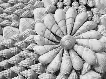 fotografie ve stupních šedi, mušle, uspořádány, květinový, výzdoba, monochromatický, fotografování, moře, oceán, Příroda, námořní