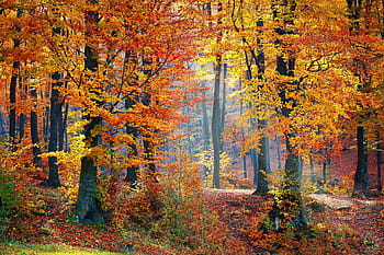 rând, copaci, portocale, frunze, pădure, natură, peisaj, copac, peisaj forestier, toamnă, ușoară