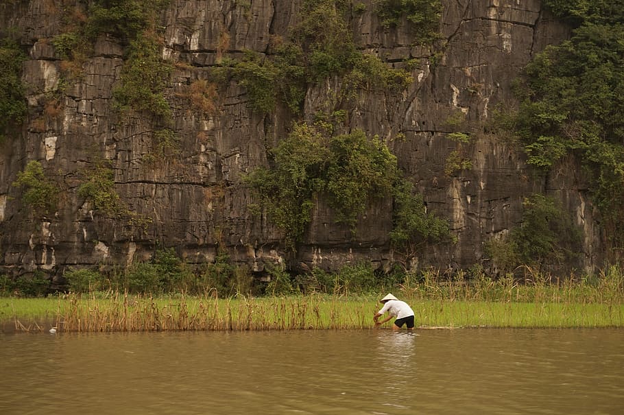 Vietnam, rýžové pole, rý ová pole, rýže, muž, cestovat, zelená, hospodařit, zemědělství, rostlina, Příroda