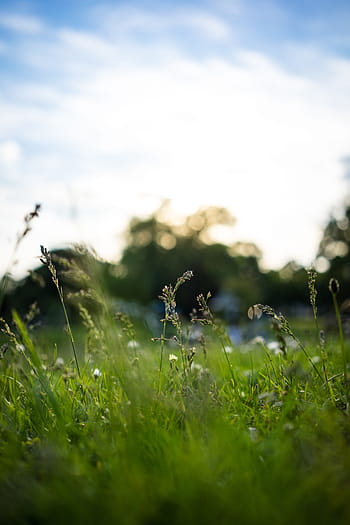selectorized focus photography, green, leaf plant, focus, photography, green leaf, plant, grass, meadow, halm, grasses
