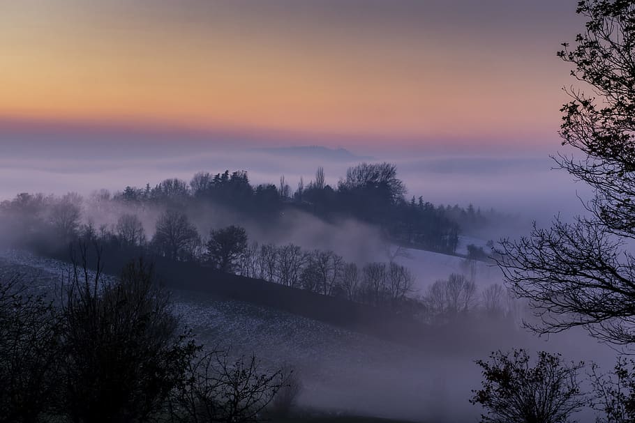 bare, trees, surrounded, fog, golden, hours, nature, sunset, panoramic, sky, winter