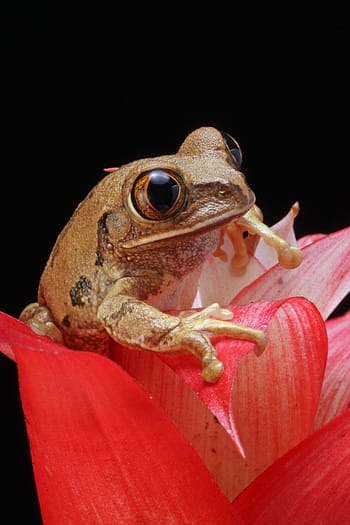 closeup, photography, brown, frog, pink, flower, marbled reed frog, amphibian, animal, red, plant