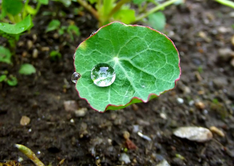 Nature, Drop, Macro, Cress, green, dew-drop, raindrop, raindrops, sheet, dewdrop, detailed