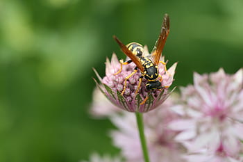 ape, fiore, avvicinamento, vespa, insetto, polline, fiorire, primavera, natura, all'aperto, biologico