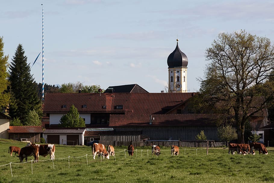 church, onion dome, baroque, upper bavaria, rural, village, pasture, cows, young cattle, cattle, maypole