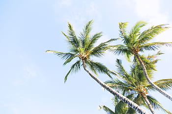 palm trees, three, coconut, trees, tree, plant, nature, farm, blue, sky, palm tree