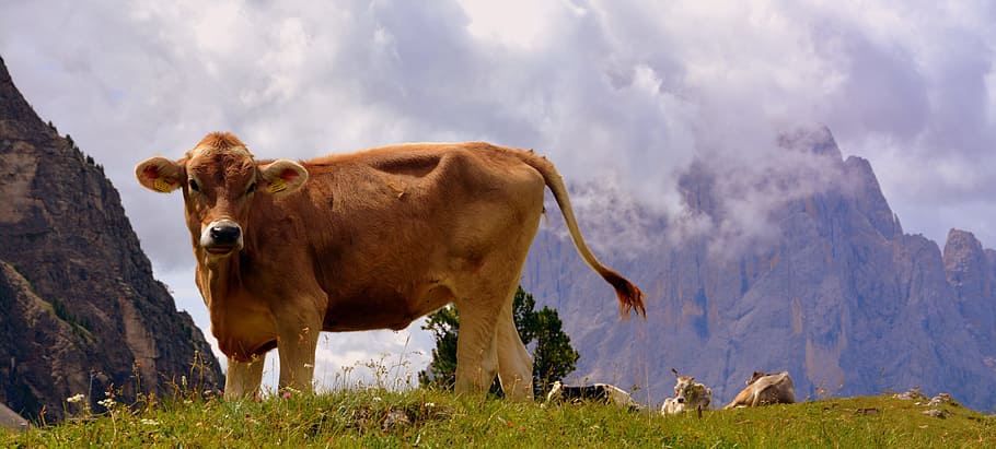 cow, dolomites, rest, prato, tranquility, grass, cattle, livestock, nature, animal