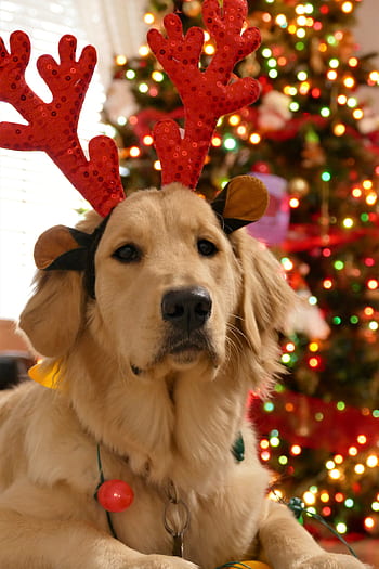 christmas, dog christmas, dog, cute, holiday, xmas, celebration, seasonal, christmas portrait, christmas card