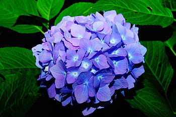 purple flowers, flowers, hydrangeas, flower, blue, inflorescence, hydrangea flower, greenhouse hydrangea, nature, flora, leaves