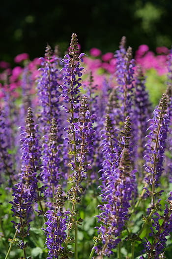 selektivní, zaostřovací fotografie, levandule, květ, divoký šalvěj, fialový, modrý, flo, salvia pratensis, způsobem, lamiaceae