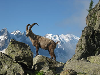 hnědý, RAM, horní, Šedá, Skála, Mont Blanc, kozorožec, Příroda, chamonix, argentières, hora