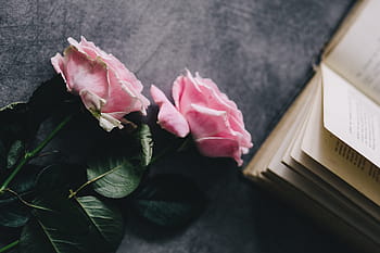 encantador, rosas, libro, café, rosa, interior, descansando, relajarse, esencial, lectura, tiempo