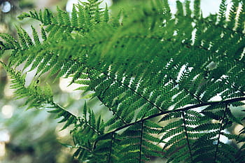 zelené listy, kapradina, zelená, list, rostlina, Příroda, zelená barva, strom, detail, svěžest, růst