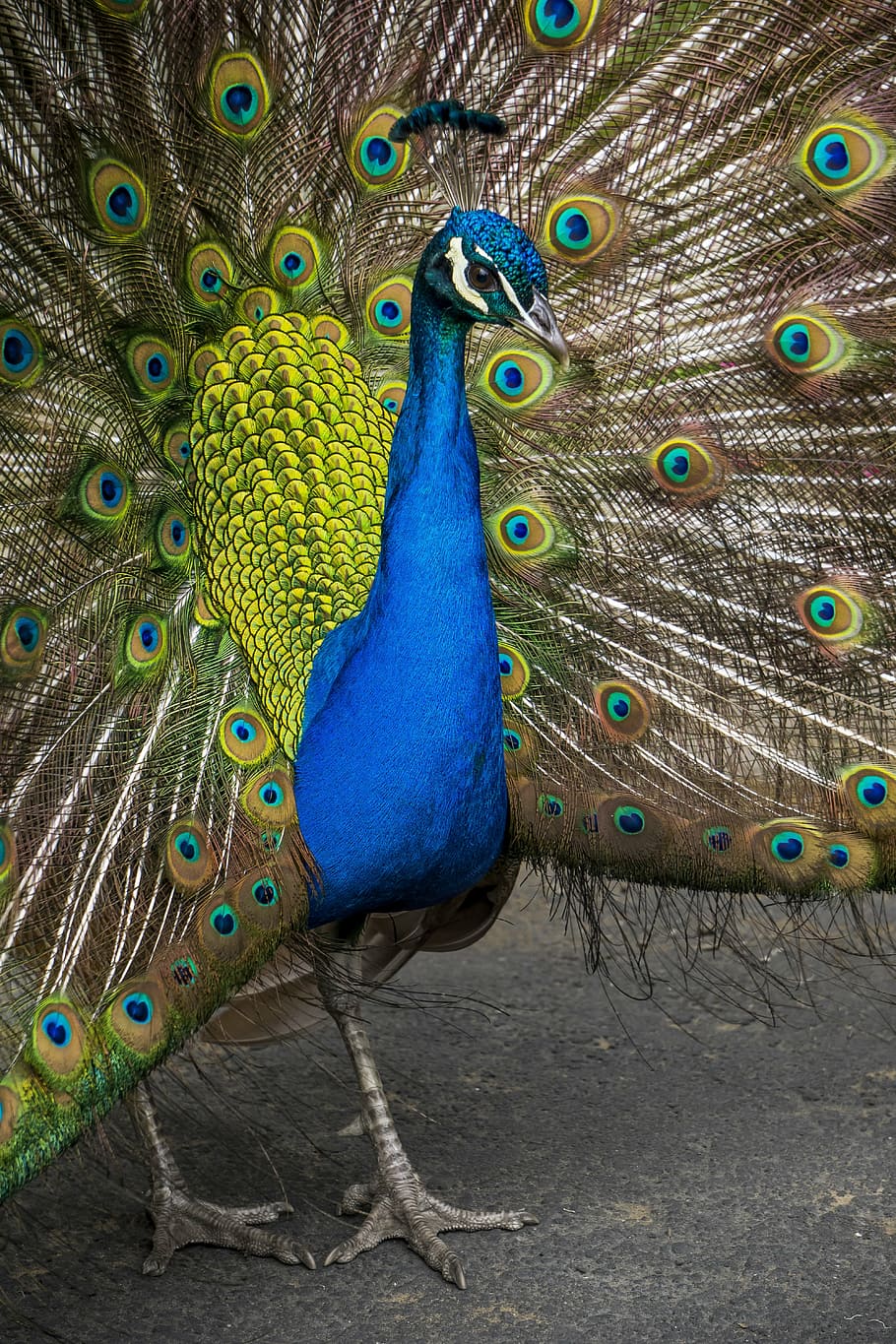 peacock, displaying, feathers, animal, beak, bird, cockerel, dancing, exhibition, feather, multi