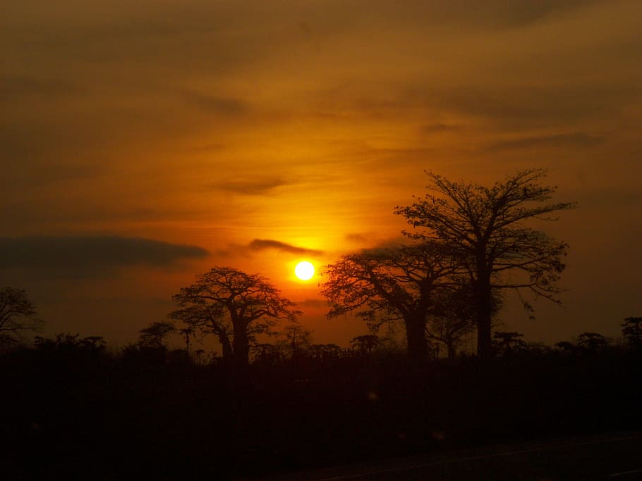 Afrika, strom, krajina, západ slunce, horizont, Červené