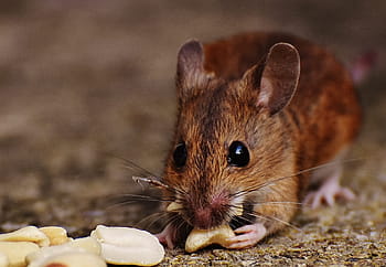 brown, rat, eating, nut, mouse, rodent, cute, mammal, nager, nature, animal