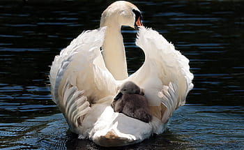 bianca, cigno, grigio, anatroccolo, acqua, giorno, cigno bianco, lago, uccello, uccello acquatico, animale