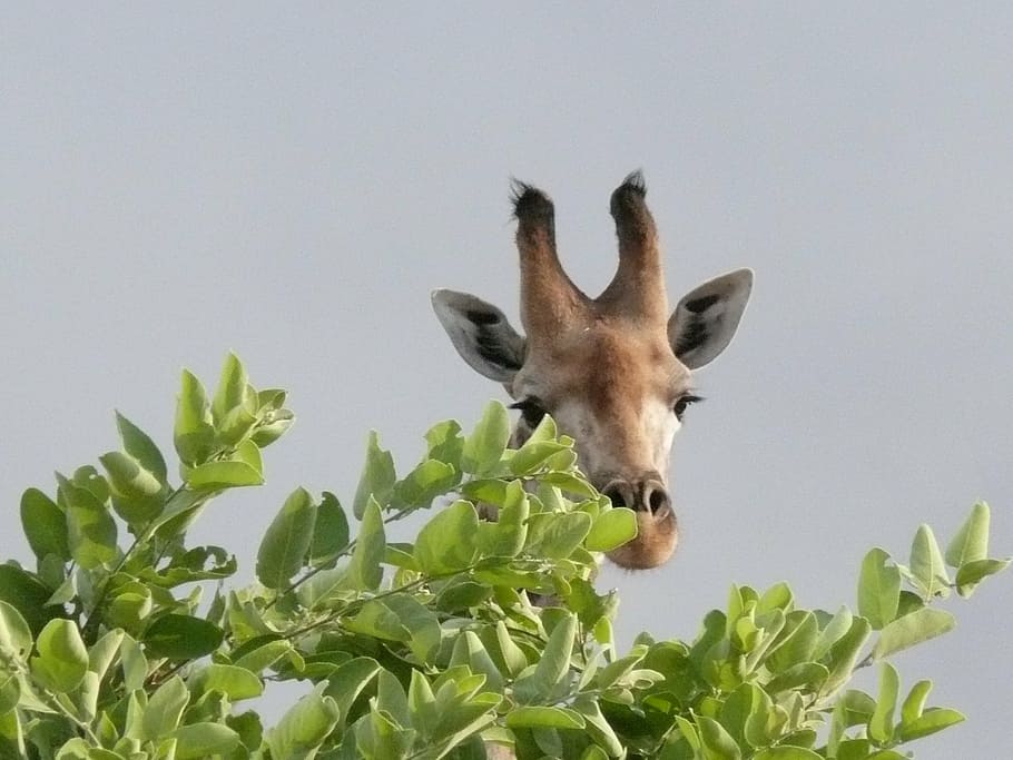 africa, botswana, okavango delta, giraffe, safari, giraffes, wild, animal