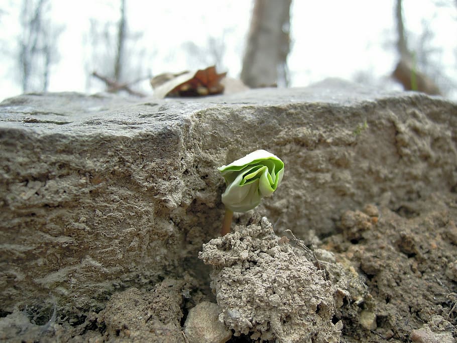 green, sapling, rock, spring, bud, plug, growth, engine, scion, plant, breakthrough