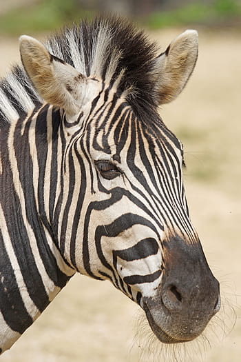 detailní fotografie, zebra, Chapman Burchell je zebra, jako kůň, perissodactyla, portrét, fotografování divoké zvěře, equus quagga chapmani, Afrika, safari zvířata, volně žijících živočichů
